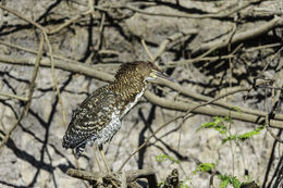 Image of Rufescent Tiger Heron