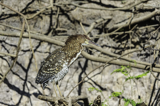 Image of Rufescent Tiger Heron