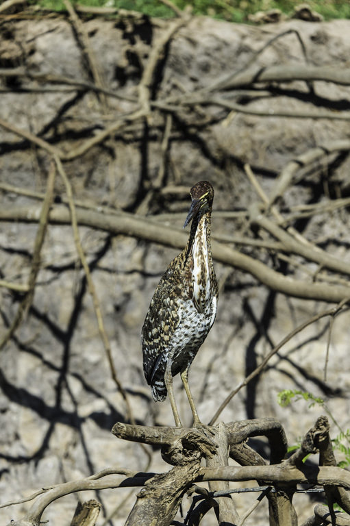 Image of Rufescent Tiger Heron