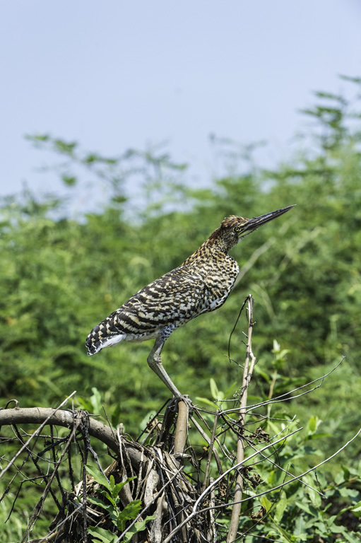 Image of Rufescent Tiger Heron