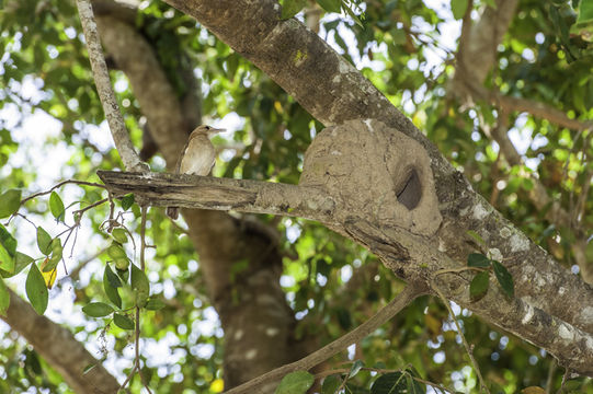 Image of Rufous Hornero