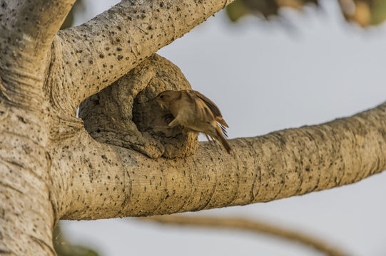 Image of Rufous Hornero