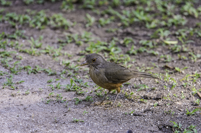 Image of Rufous-bellied Thrush