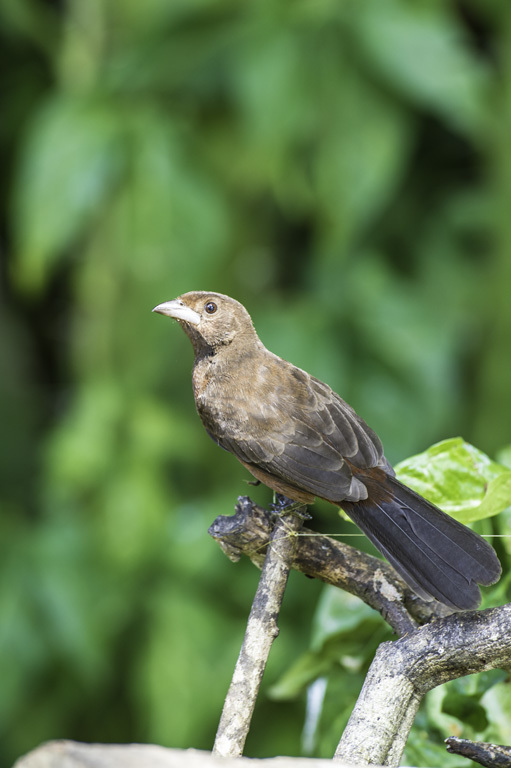 Image of Rufous-bellied Thrush