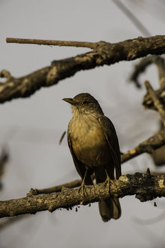 Imagem de Turdus rufiventris Vieillot 1818