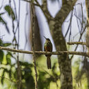 Image of Rufous-tailed Jacamar