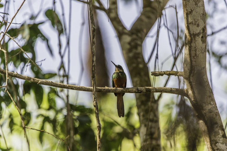 Image of Rufous-tailed Jacamar