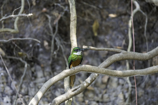 Image of Rufous-tailed Jacamar