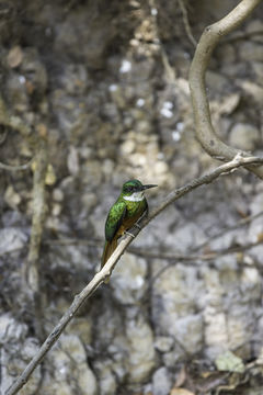 Image of Rufous-tailed Jacamar