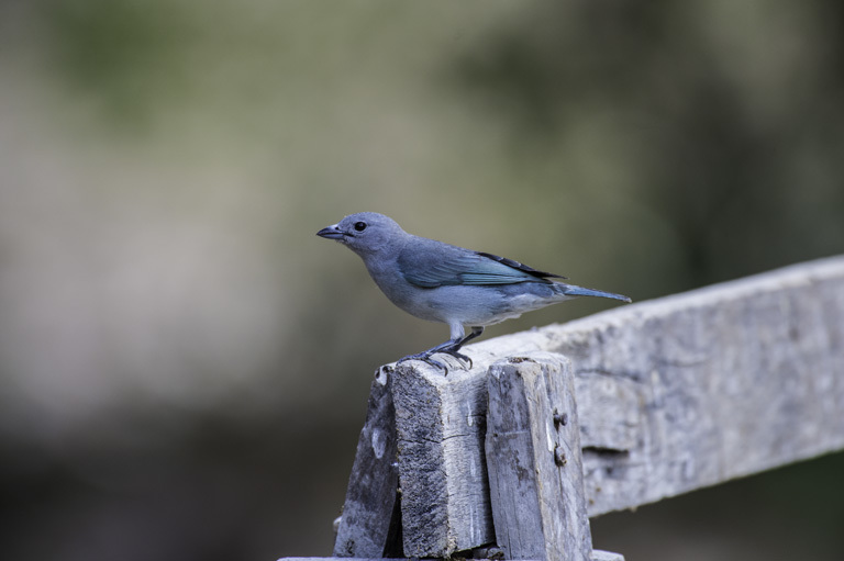 Image of Sayaca Tanager