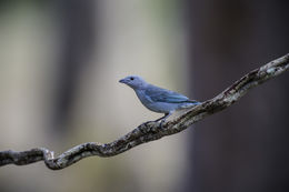 Thraupis sayaca (Linnaeus 1766) resmi