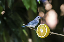 Thraupis sayaca (Linnaeus 1766) resmi