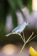 Image of Sayaca Tanager