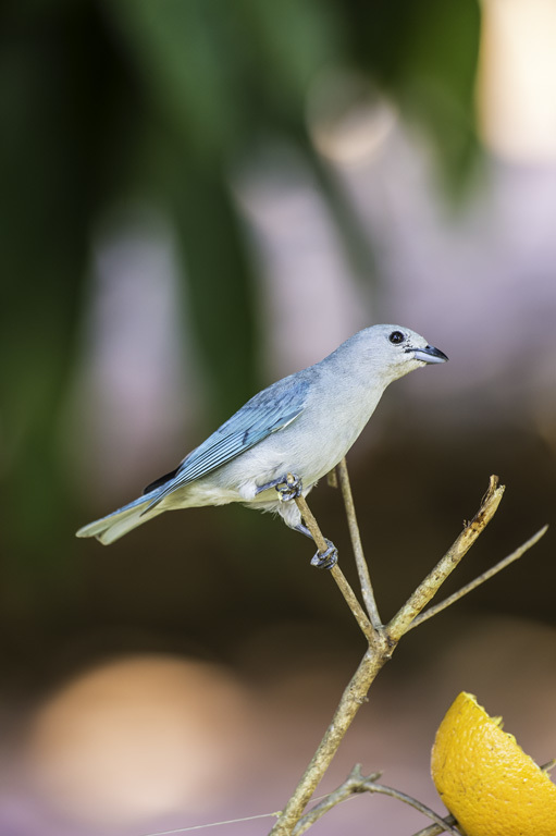 Thraupis sayaca (Linnaeus 1766) resmi