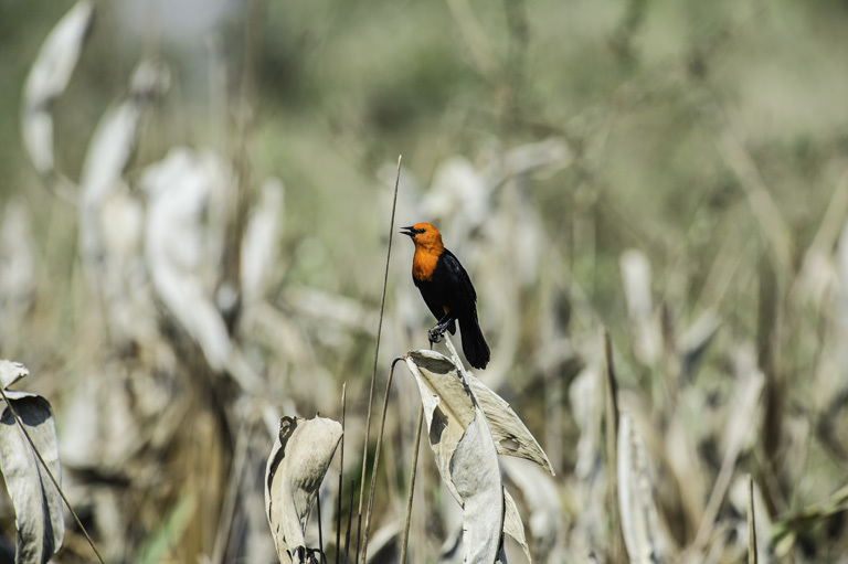 Image of Scarlet-headed Blackbird