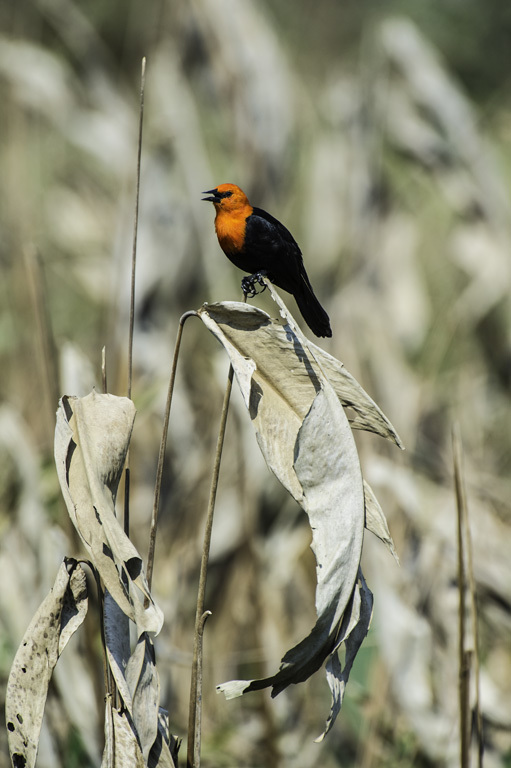 Image of Scarlet-headed Blackbird