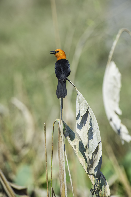 Image of Scarlet-headed Blackbird