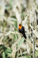 Image of Scarlet-headed Blackbird