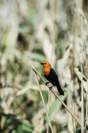 Image of Scarlet-headed Blackbird