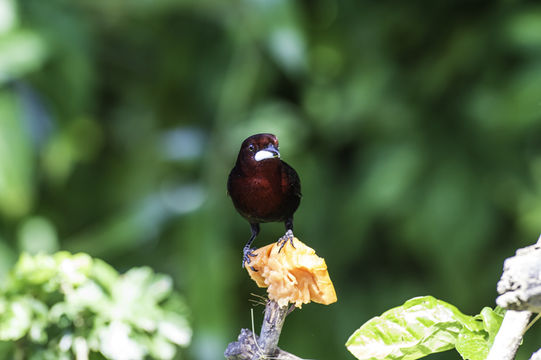 Image of Silver-beaked Tanager