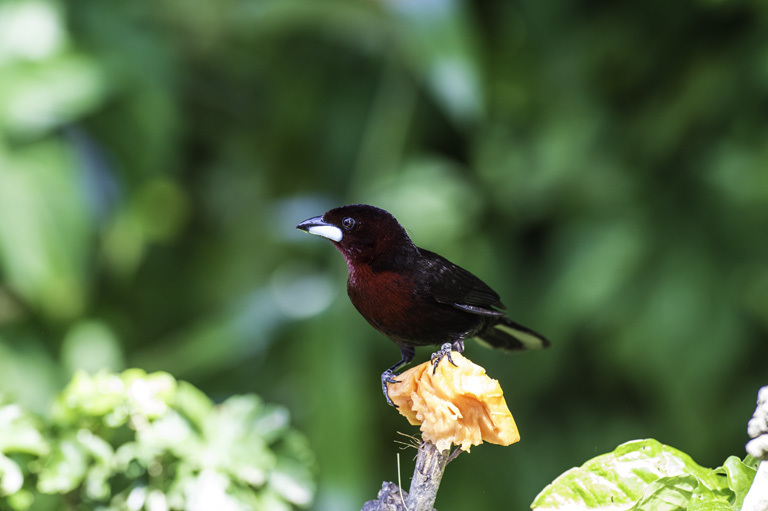 Image of Silver-beaked Tanager