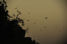 Image of Snail Kite