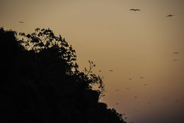 Image of Snail Kite