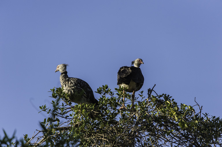 Image of Southern Screamer