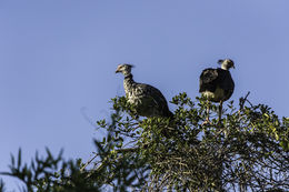 Image of Southern Screamer