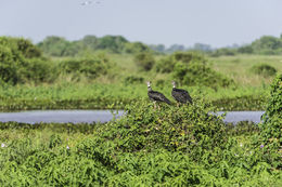 Image of Southern Screamer