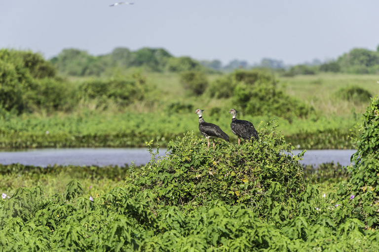 Image of Southern Screamer