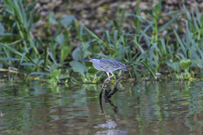 Image of Green-backed Heron