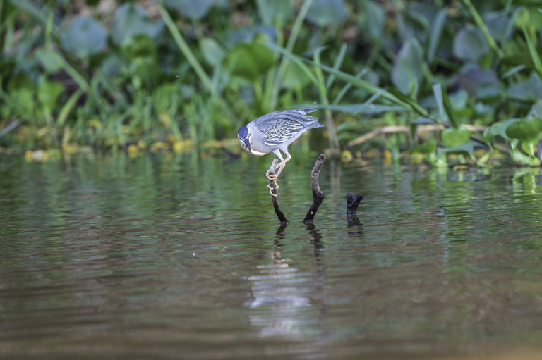 Image of Green-backed Heron