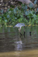 Image of Green-backed Heron