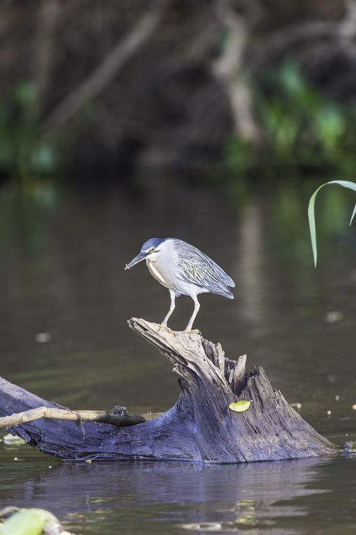 Image of Green-backed Heron