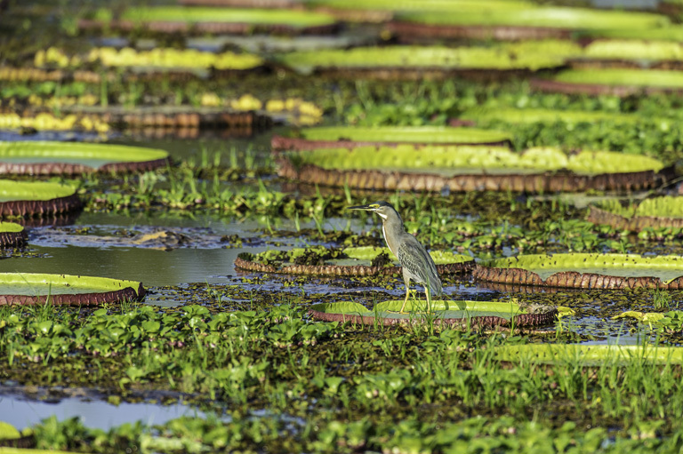 Image of Green-backed Heron