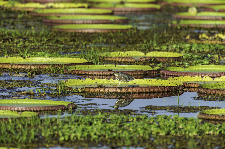 Image of Green-backed Heron