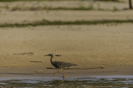 Image of Sunbittern