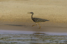 Image of Sunbittern