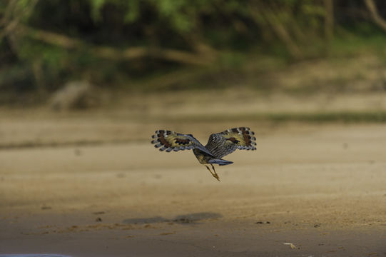 Image of Sunbittern