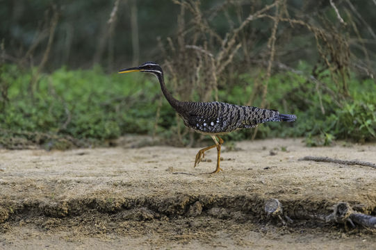 Image of Sunbittern