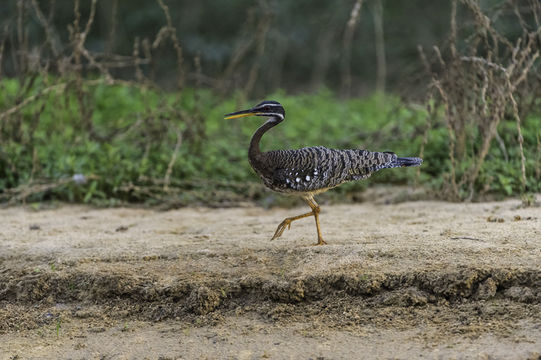 Image of Sunbittern