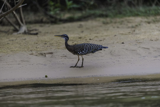 Image of Sunbittern