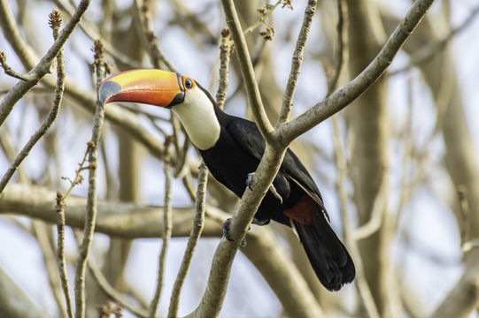 Image of Toco Toucan