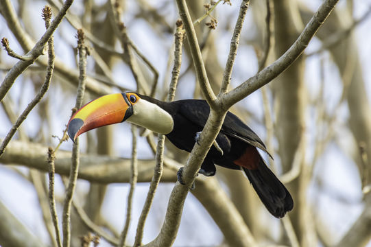 Image of Toco Toucan