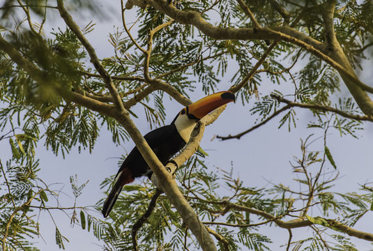 Image of Toco Toucan