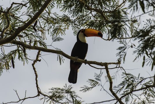 Слика од Ramphastos toco Müller & Pls 1776