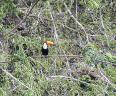 Слика од Ramphastos toco Müller & Pls 1776