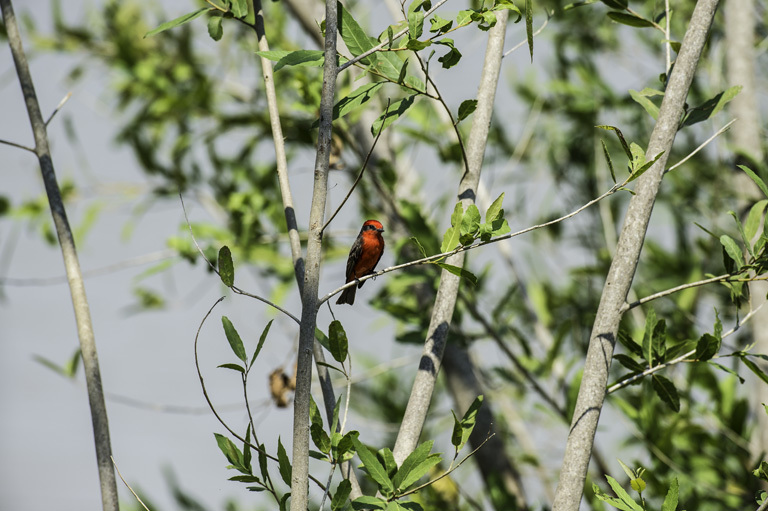 Image of Scarlet Flycatcher