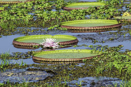 Imagem de Victoria amazonica (Poepp.) Sowerby